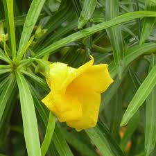 Thevetia Neriifolia Flower Seeds for Planting
