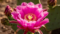 Pink Opuntia Flower seeds for Planting - Colorful Display, Heirloom & GMO Free Seeds for Home Garden