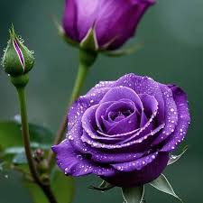Dark Violet Green Rose Flower Seeds for Planting Garden Favorite Heirloom & GMO Free Seeds for Home Garden
 
 Sale
