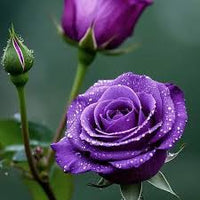 Dark Violet Green Rose Flower Seeds for Planting Garden Favorite Heirloom & GMO Free Seeds for Home Garden
 
 Sale