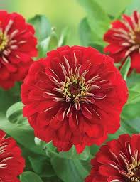 Brown Red Zinnia Flower seeds for Planting Shade Tolerant Heirloom & GMO Free Seeds for Home Garden