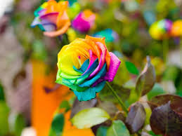 Blue MultiColor Rose Flower Seeds for Planting Cut Flower Favorite Heirloom & GMO Free Seeds for Home Garden
 
 Sale