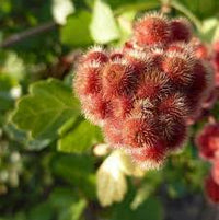 Red Rhus Aromatica Flower seeds for Planting - Cottage Garden Essential, Heirloom & GMO Free Seeds for Home Garden