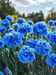 Deep Blue Carnation Flower seeds for Planting Cottage Garden Essential Heirloom & GMO Free Seeds for Home Garden 
 
 Sale