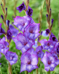 White Purple Gladiolus Flower seeds for Planting - Perfect for Borders, Heirloom & GMO Free Seeds for Home Garden