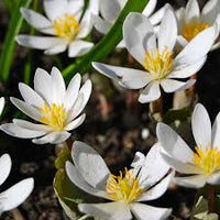 White Sanguinaria Flower seeds for Planting - Drought Tolerant, Heirloom & GMO Free Seeds for Home Garden
