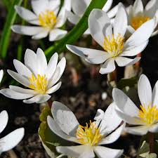 White Sanguinaria Flower seeds for Planting - Drought Tolerant, Heirloom & GMO Free Seeds for Home Garden