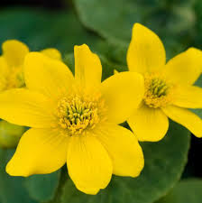 Caltha Palustris Flower seeds for Planting - Vibrant Colors, Heirloom & GMO Free Seeds for Home Garden