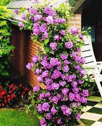 Purple Climbing Rose Flower Seeds for Planting Vibrant Colors Heirloom & GMO Free Seeds for Home Garden
 
 Sale