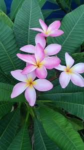 Light Pink Frangipani Flower seeds for Planting - Cut Flower Favorite, Heirloom & GMO Free Seeds for Home Garden