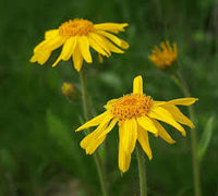 Yellow Mountain Arnica Flower seeds for Planting - Garden Favorite, Heirloom & GMO Free Seeds for Home Garden