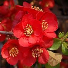 Red Chaenomeles Japonica Flower seeds for Planting - Bright Blooms, Heirloom & GMO Free Seeds for Home Garden