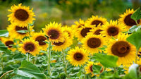 SunFlower seeds for Planting Wildflower Mix Heirloom & GMO Free Seeds for Home Garden