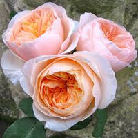 Juliet Flower seeds for Planting - Fragrant Blossoms, Heirloom & GMO Free Seeds for Home Garden