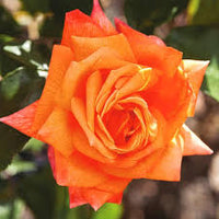 Orange Snow Rose Flower Seeds for Planting Colorful Display Heirloom & GMO Free Seeds for Home Garden
 
 Sale