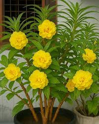 Yellow Balsam Flower Seeds – Hardy Variety Heirloom & NonGMO Seeds for Home Garden
 
 Sale