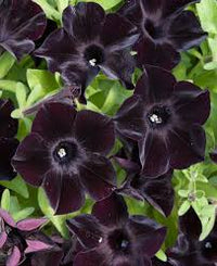 Black Velvet Petunia Flower seeds for Planting - Seasonal Bloomer, Heirloom & GMO Free Seeds for Home Garden