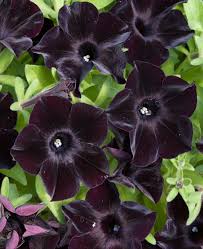 Black Velvet Petunia Flower seeds for Planting - Seasonal Bloomer, Heirloom & GMO Free Seeds for Home Garden