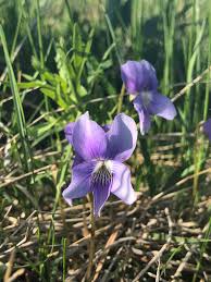 Prairie Viola Flower seeds for Planting, Drought Tolerant Heirloom & GMO Free Seeds for Home Garden