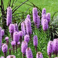 Purple Liatris Flower seeds for Planting - Colorful Display, Heirloom & GMO Free Seeds for Home Garden