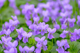 Violet Flower seeds for Planting - Premium Quality, Heirloom & GMO Free Seeds for Home Garden