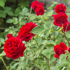 Dark Red Holland Rose Flower Seeds for Planting Heirloom NONGMO HighQuality Seeds 
 
 Sale