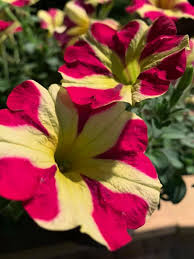 Pink Yellow Petunia Flower Seeds for Planting Heirloom NONGMO Vibrant Garden Blooms Easy Grow Premium Quality 
 
 Sale
