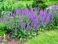 Purple Perennial Flower seeds for Planting Colorful Display Heirloom & GMO Free Seeds for Home Garden