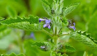 Hyptis Flower seeds for Planting - Sun Loving, Heirloom & GMO Free Seeds for Home Garden