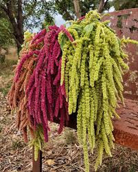 Mixed Caudatus Flower seeds for Planting - Long Bloom Season, Heirloom & GMO Free Seeds for Home Garden