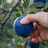 Blue Apple Fruit Seeds - Planting Guide for Success