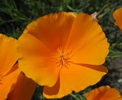 Yellow Eschscholzia Flower seeds for Planting - Colorful Display, Heirloom & GMO Free Seeds for Home Garden