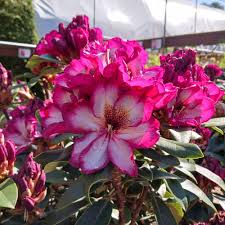 Pink Rhododendron Hans Flower seeds for Planting - Colorful Display, Heirloom & GMO Free Seeds for Home Garden
