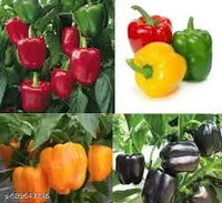 Bell Vegetable Seeds - Perfect for Home Gardening