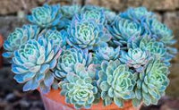 Sky Blue Echeveria Purpusorum Flower seeds for Planting - Seasonal Bloomer, Heirloom & GMO Free Seeds for Home Garden