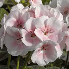 Light Pink Geranium Flores Flower Seeds for Planting Easy to Grow Heirloom & GMO Free Seeds for Home Garden
 
 Sale