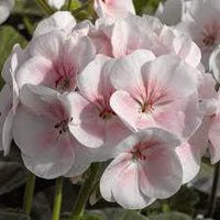 Light Pink Geranium Flores Flower Seeds for Planting Easy to Grow Heirloom & GMO Free Seeds for Home Garden
 
 Sale