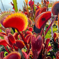 Red Catching Plant or Venus Fly Trap Insectivorous for Planting - Seasonal Bloomer, Heirloom & GMO Free Seeds for Home Garden