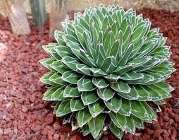 Green Agave Victoria Regina Flower seeds for Planting - Perfect for Borders, Heirloom & GMO Free Seeds for Home Garden