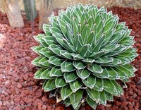 Green Agave Victoria Regina Flower seeds for Planting - Perfect for Borders, Heirloom & GMO Free Seeds for Home Garden