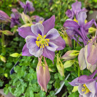 Aquilegia Flower Seeds for Planting - Light Blue & Pink