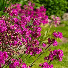 Violet Lychnis Flower seeds for Planting - Hardy Variety, Heirloom & GMO Free Seeds for Home Garden