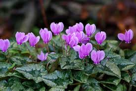 Lavender Cyclamen Flower seeds for Planting - Fragrant Blossoms, Heirloom & GMO Free Seeds for Home Garden