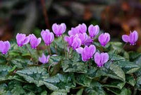 Lavender Cyclamen Flower seeds for Planting - Fragrant Blossoms, Heirloom & GMO Free Seeds for Home Garden