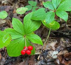 Western Bunchberry (Alaskan Dogwood) Canadian Cornus unalaschkensis Groundcover Flower Seeds