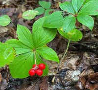 Western Bunchberry (Alaskan Dogwood) Canadian Cornus unalaschkensis Groundcover Flower Seeds