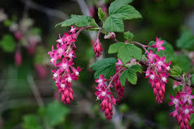 Pink Currant Flower seeds for Planting - Vibrant Colors, Heirloom & GMO Free Seeds for Home Garden