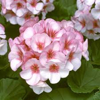White Light Pink Geranium Flower Seeds for Planting Hardy Variety Heirloom & GMO Free Seeds for Home Garden
 
 Sale