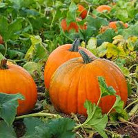 Orange Giant Pumpkin Seeds for Easy Planting