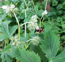 Piggyback Plant Flower seeds for Planting - Hardy Variety, Heirloom & GMO Free Seeds for Home Garden
